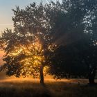 Mehlinger Heide am frühen Morgen