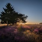 Mehlinger Heide am frühen Morgen