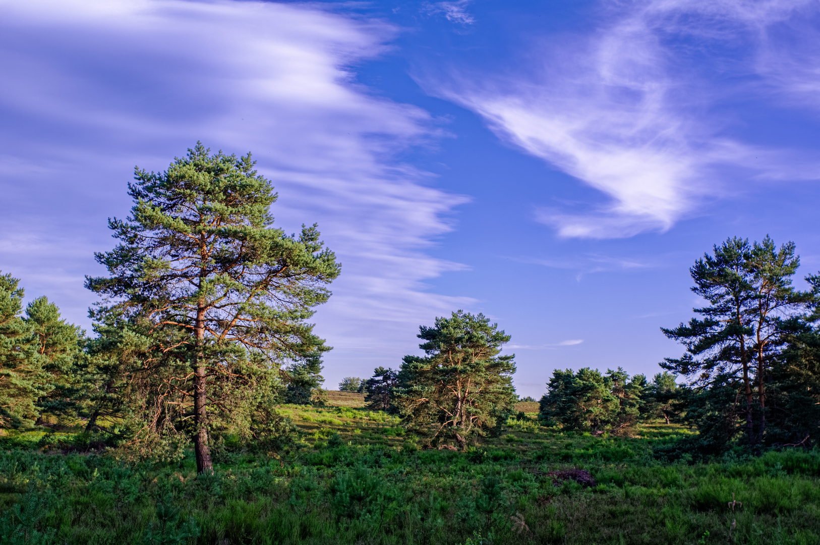 Mehlinger Heide - bald blüht sie wieder 