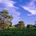 Mehlinger Heide - bald blüht sie wieder 