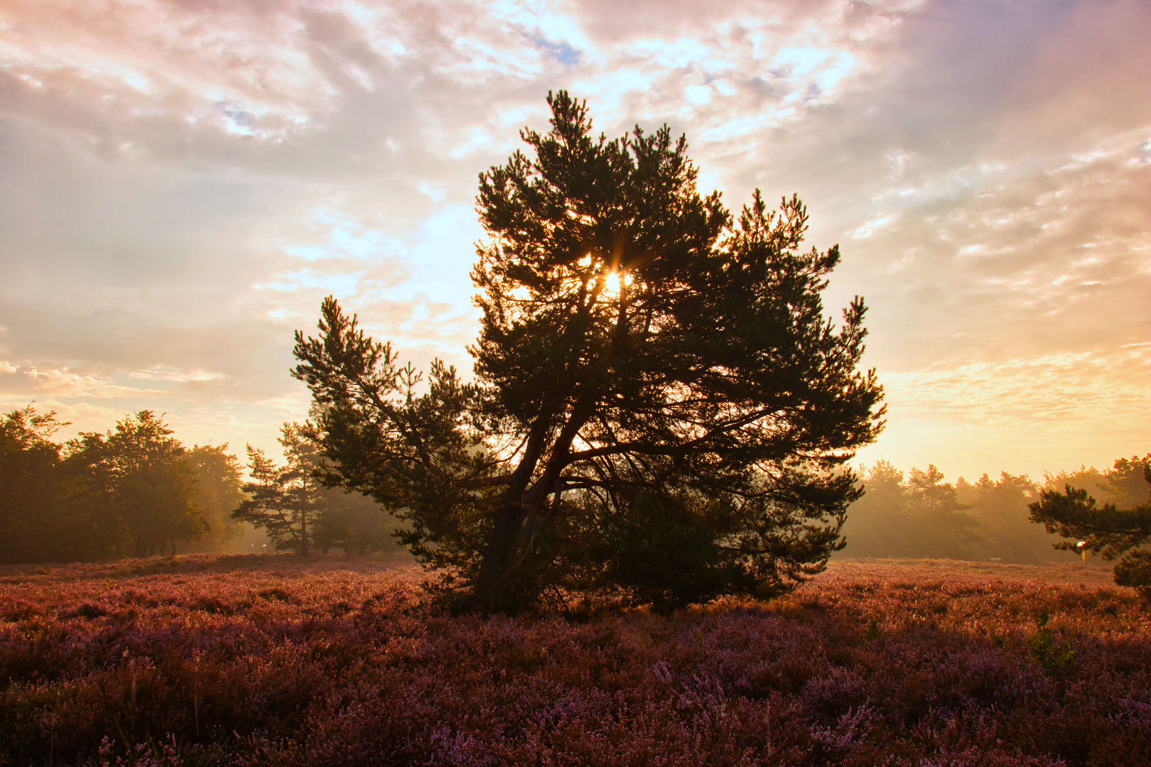 Mehlinger Heide bei nebligem Sonnenaufgang