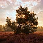 Mehlinger Heide bei nebligem Sonnenaufgang