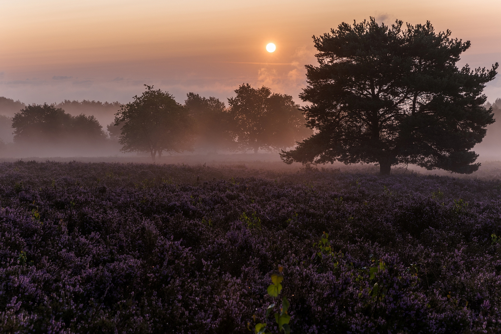 Mehlinger Heide bei Sonnenaufgang