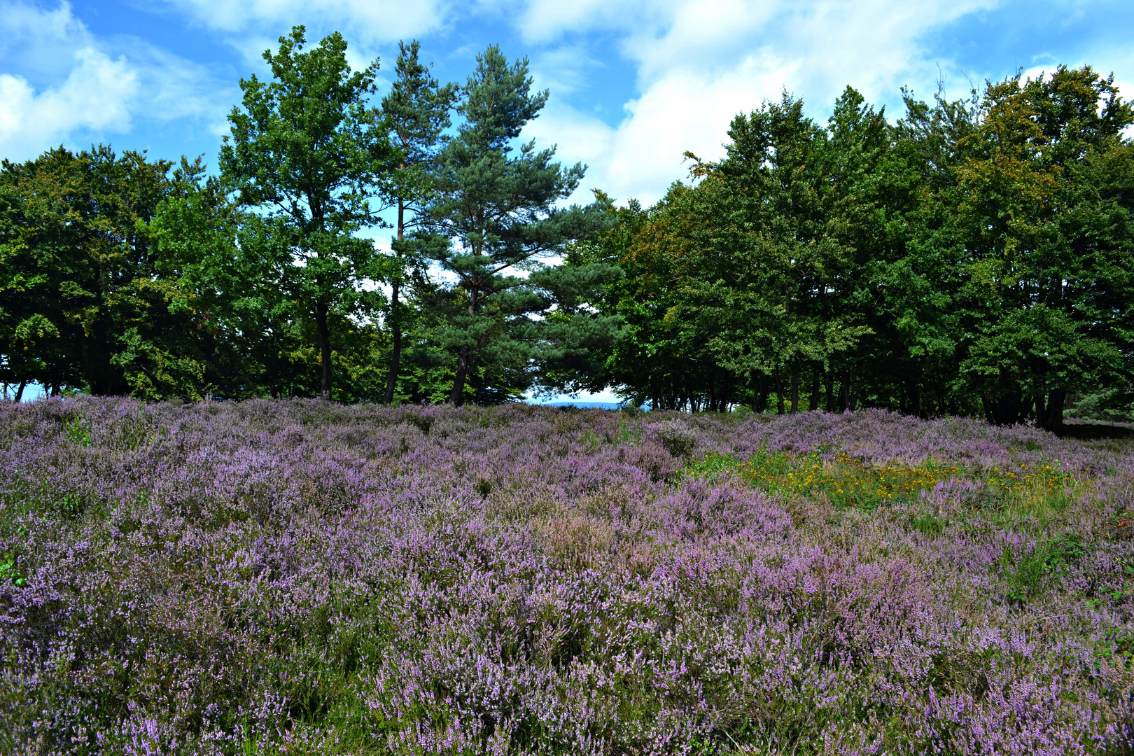 Mehlinger Heide