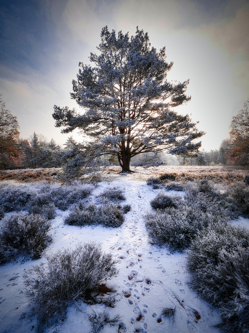 Mehlinger Heide