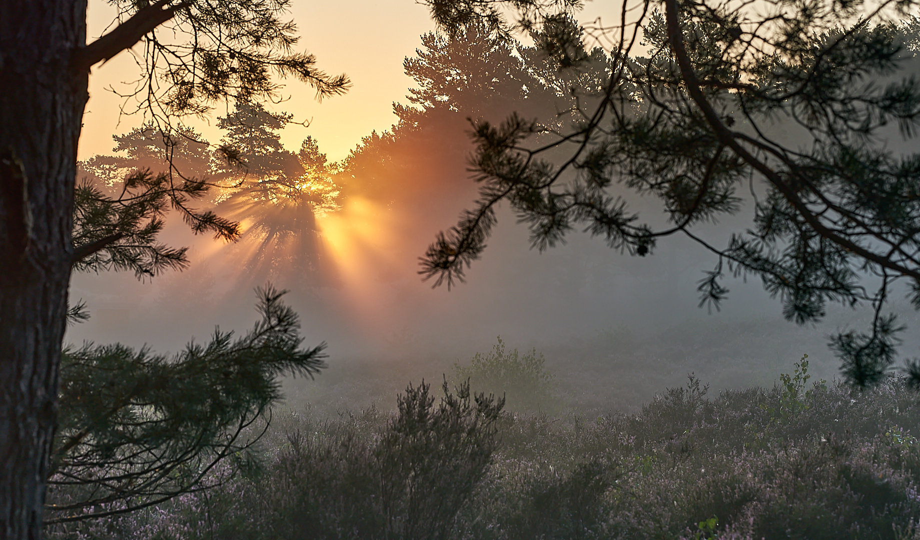 Mehlinger Heide Durchblick mit Sonnenaufgang und Nebelstimmung.