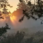 Mehlinger Heide Durchblick mit Sonnenaufgang und Nebelstimmung.