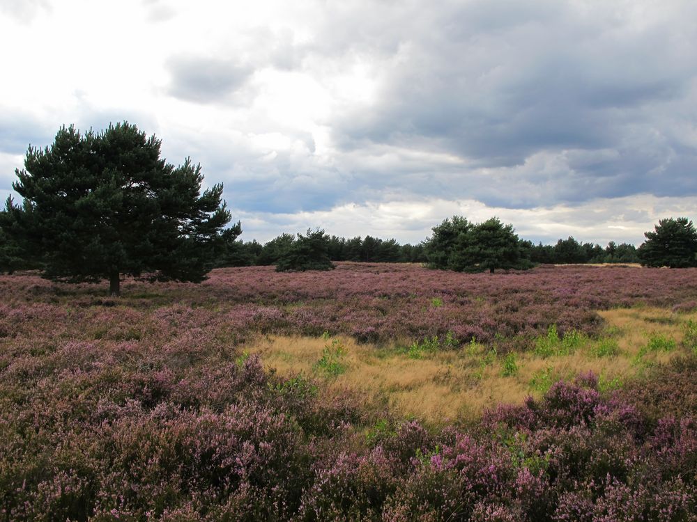 Mehlinger Heide