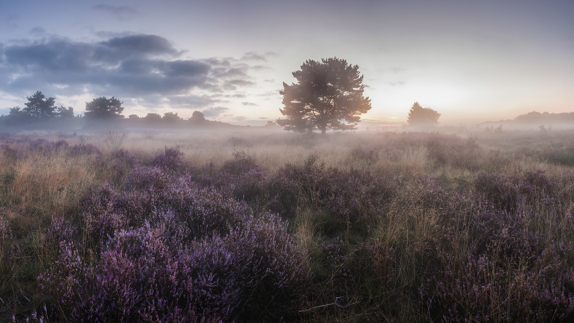 ~ Mehlinger Heide ~