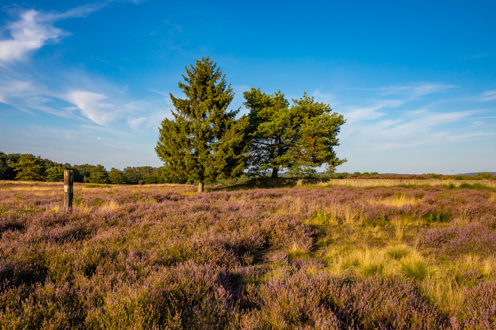 Mehlinger Heide im Abendlicht