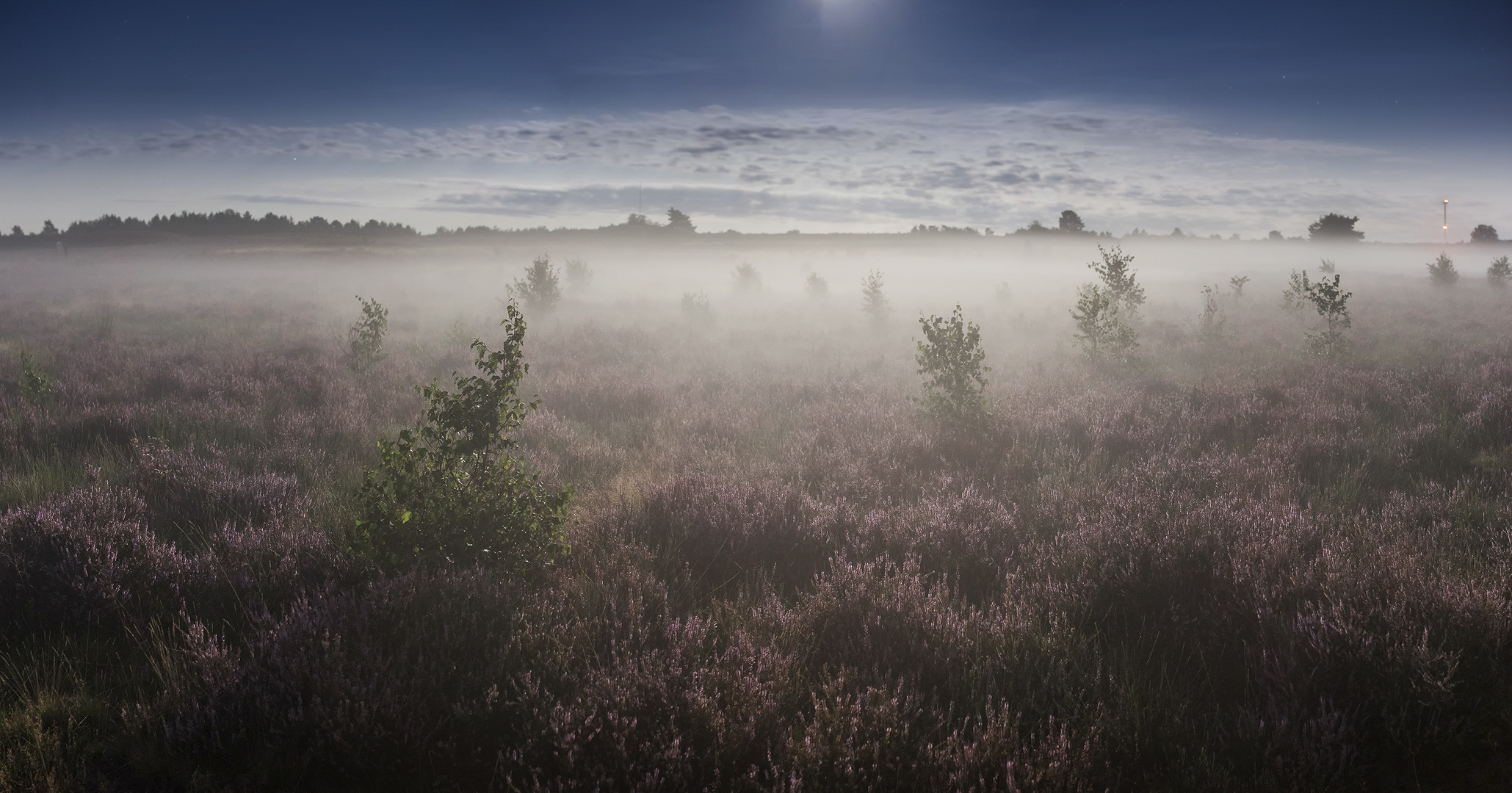 ~ Mehlinger Heide im Mondlicht ~