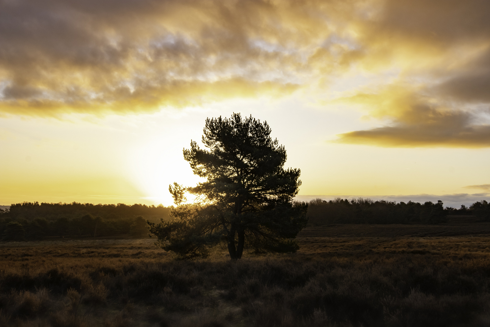 Mehlinger Heide im Winter