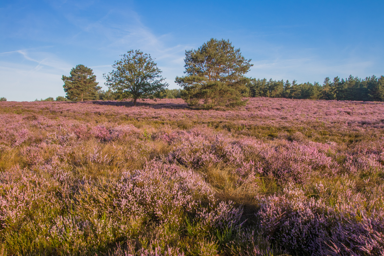 Mehlinger Heide  - mal ohne Nebel