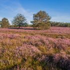 Mehlinger Heide  - mal ohne Nebel