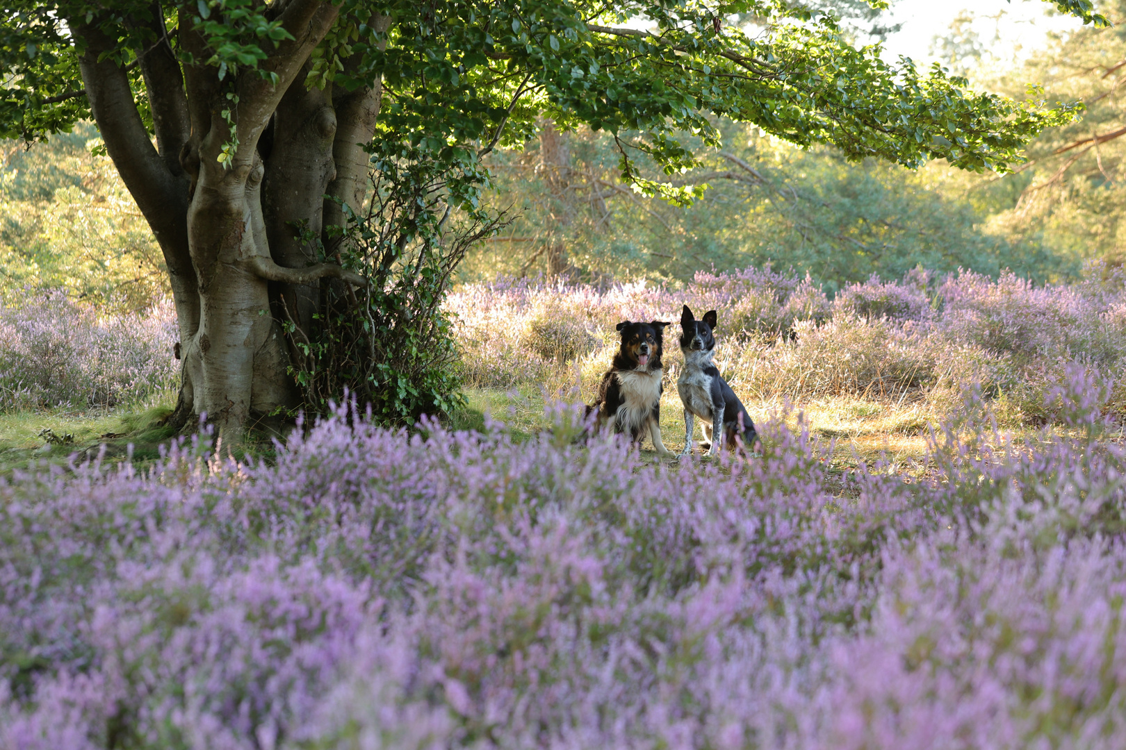 Mehlinger Heide mit Jack und Glen