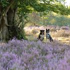 Mehlinger Heide mit Jack und Glen