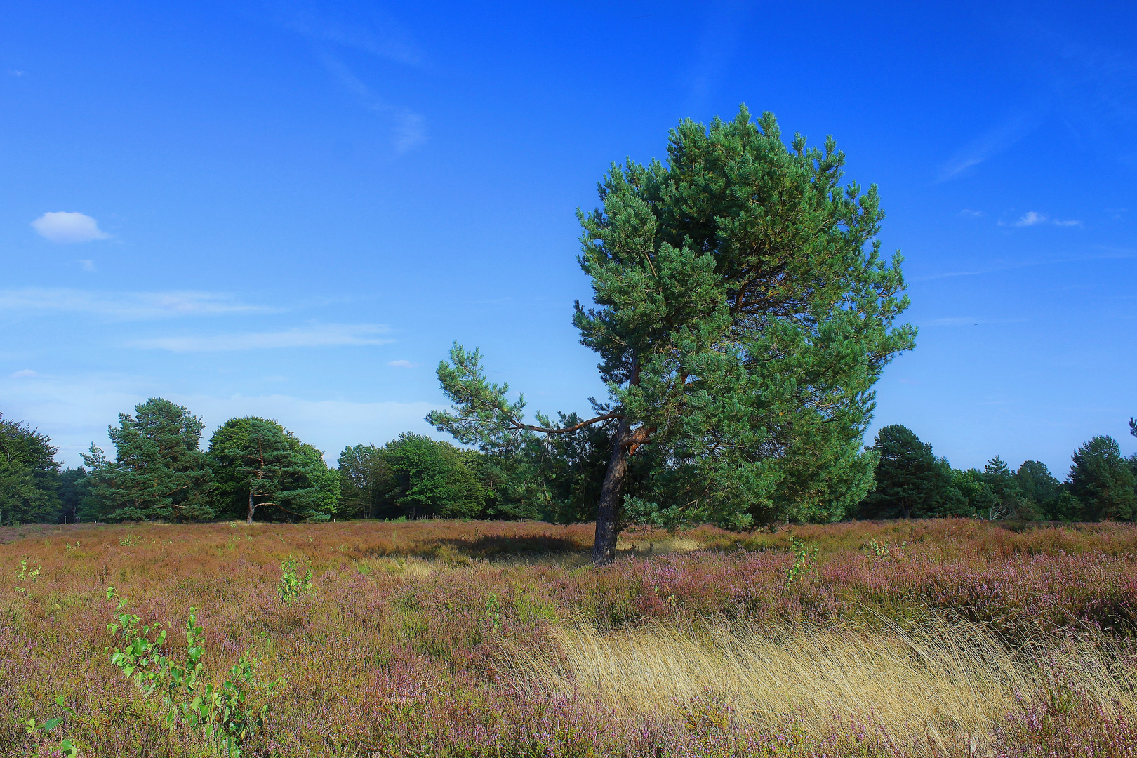 Mehlinger Heide No.2