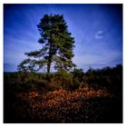 Mehlinger Heide Pinholes