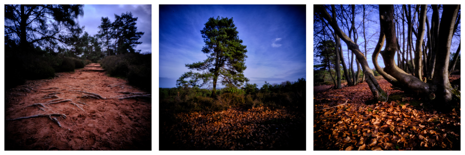 Mehlinger Heide Pinholes