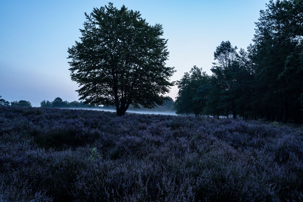 Mehlinger Heide-Sept.2020-001