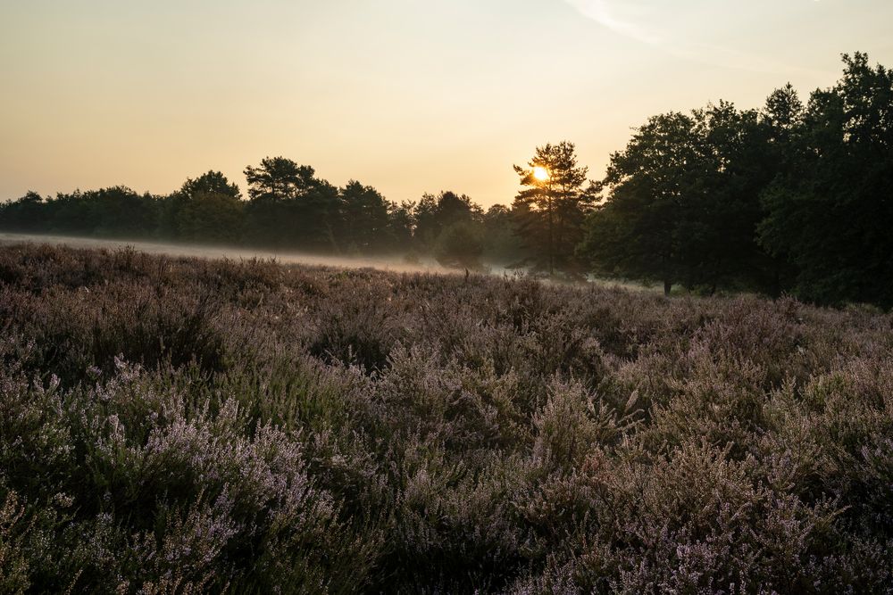 Mehlinger Heide-Sept.2020-003