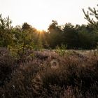 Mehlinger Heide-Sept.2020-004