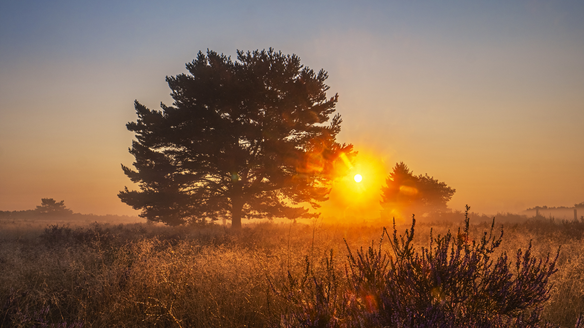 Mehlinger Heide. Sunrise.