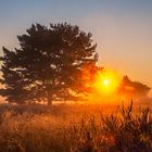 Mehlinger Heide. Sunrise.