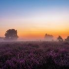 Mehlinger Heide. Vor dem Sonnenaufgang.