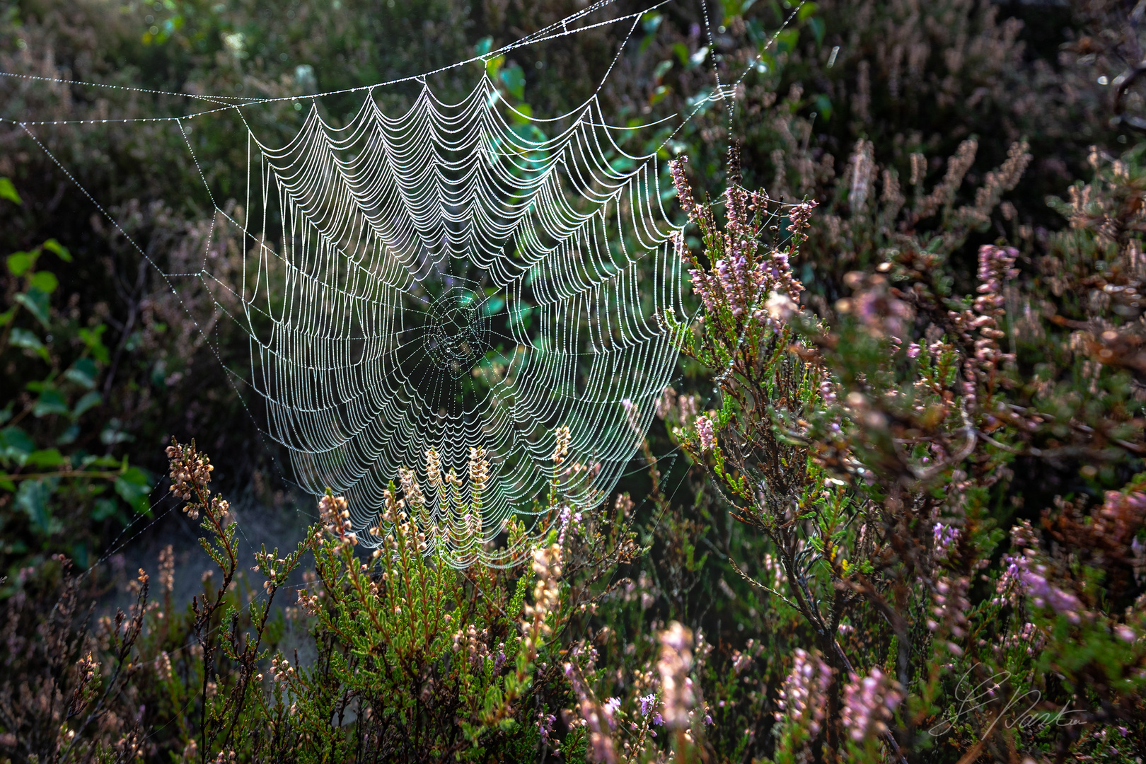 Mehlinger_Heide