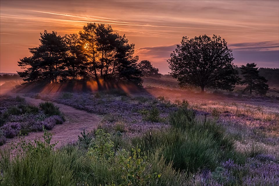 MehlingerHeide21#4