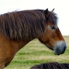 Mehlmaul - Das schöne Exmoor-Pony
