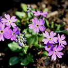 Mehlprimel (Primula farinosa)