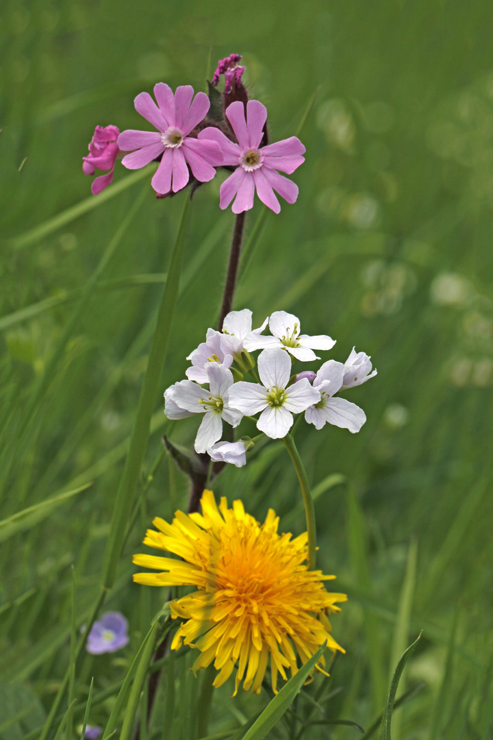 Mehlprimel, Wiesen-Schaumkraut, Löwenzahn