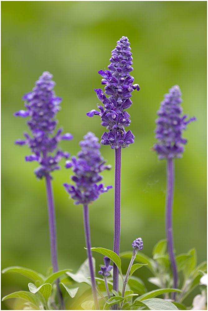 Mehlsalbei (Salvia farinacea)