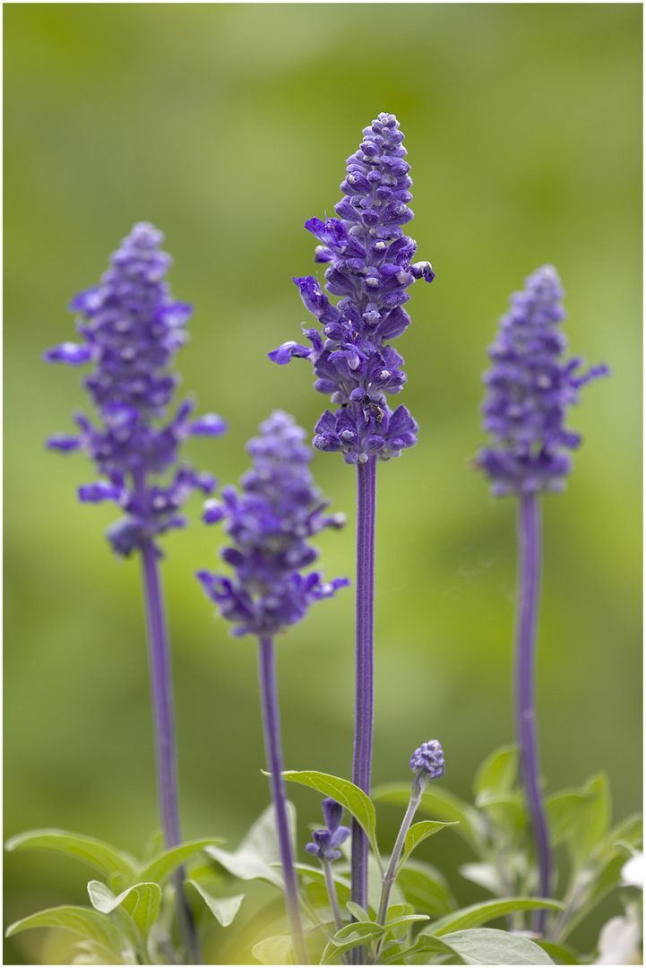 Mehlsalbei (Salvia farinacea)