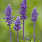 Mehlsalbei (Salvia farinacea)