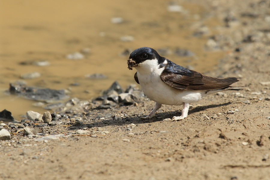 Mehlschwalbe ( Delichon urbicum )