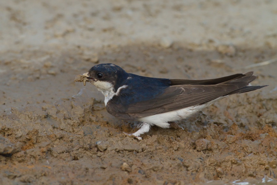 Mehlschwalbe (Delichon urbicum )