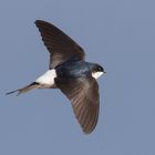  Mehlschwalbe / House martin