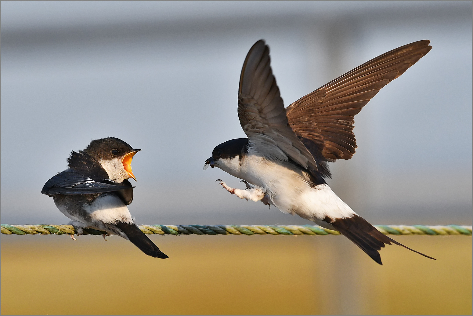 Mehlschwalbe im Anflug zur Fütterung   . . .