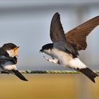 Mehlschwalbe im Anflug zur Fütterung   . . .