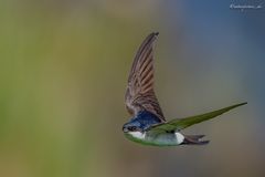 Mehlschwalbe im Flug