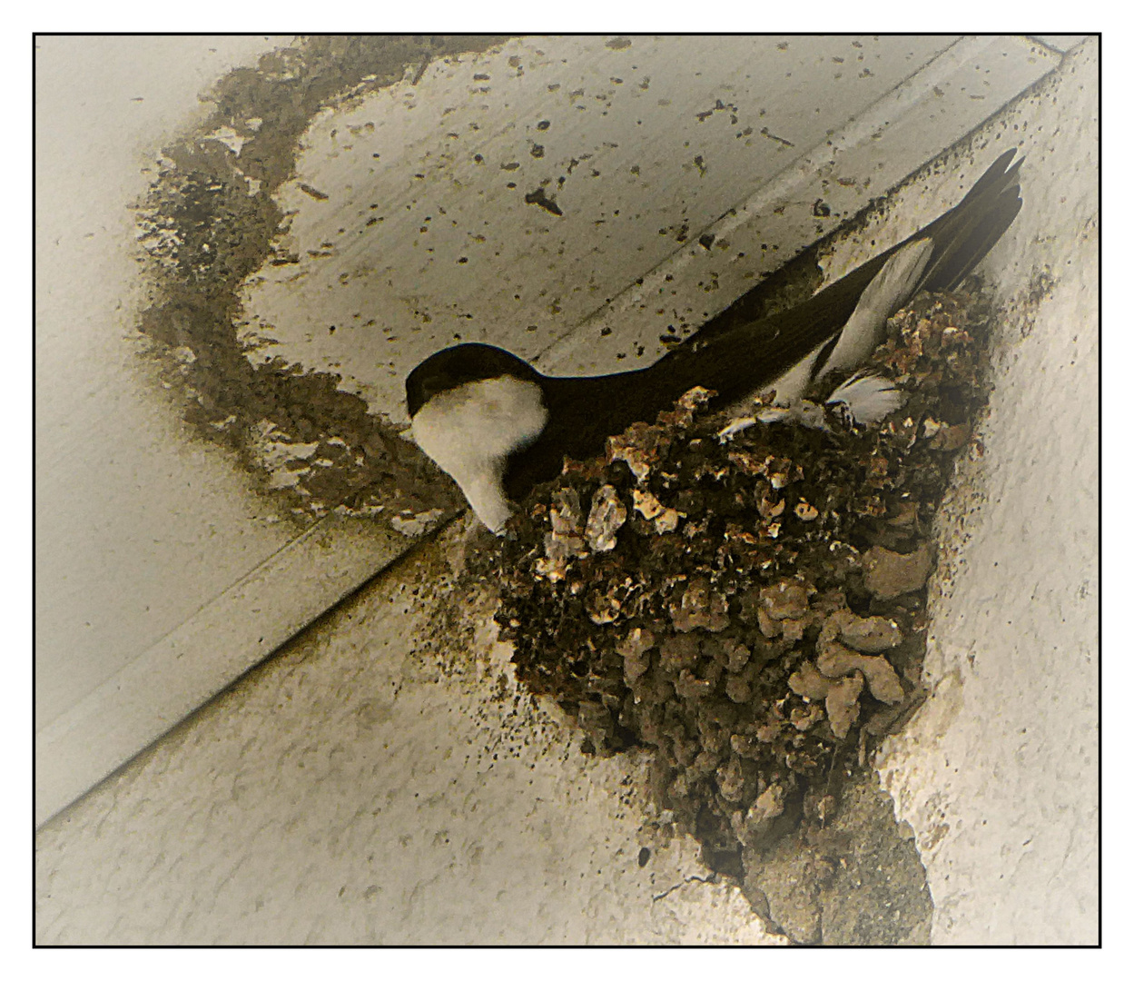 Mehlschwalbe im Nest