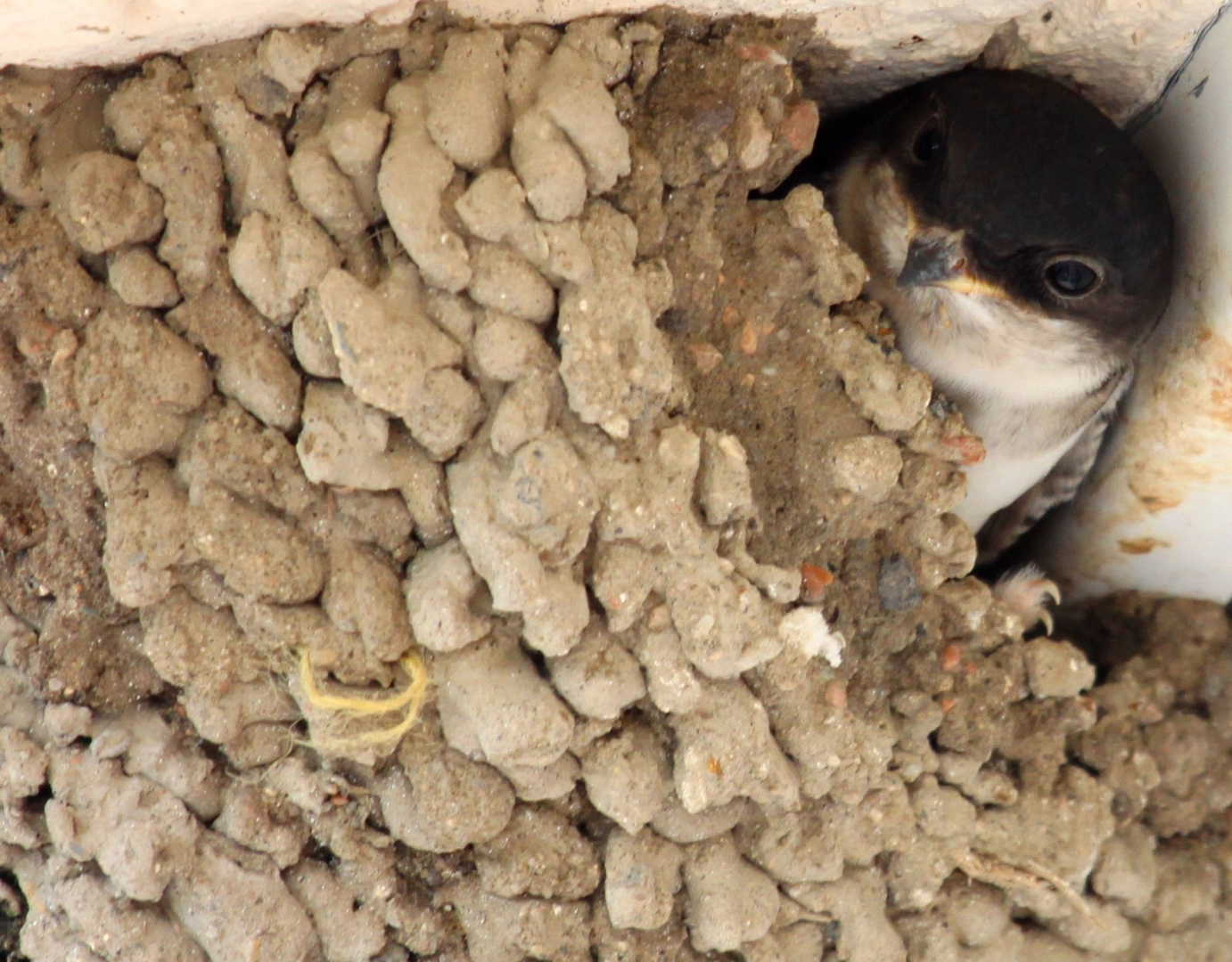 Mehlschwalbe im Nest