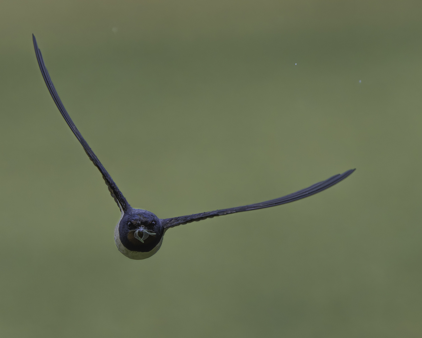 Mehlschwalbe mit Fliege