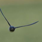 Mehlschwalbe mit Fliege