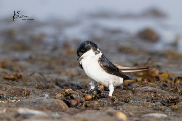 Mehlschwalbe // Öland