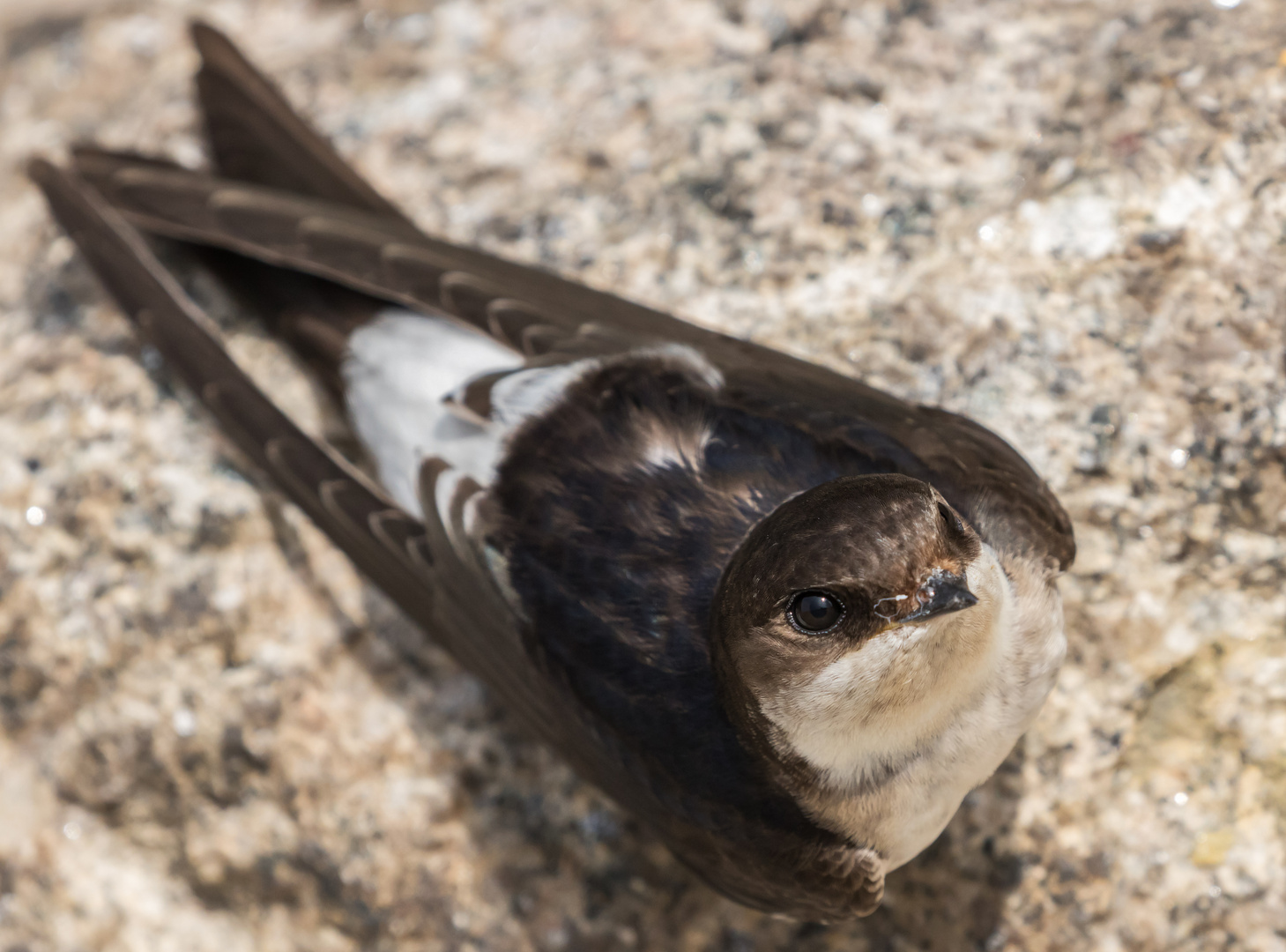 Mehlschwalbe Portrait