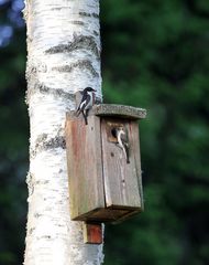 Mehlschwalben am Vogelhaus